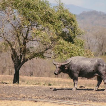 Suasana Hutan Afrika Di Wisata Hutan Baluran Banyuwangi
