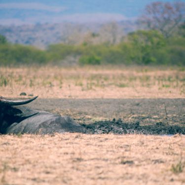 Wisata Baluran Banyuwangi Yang Mempesona Mata