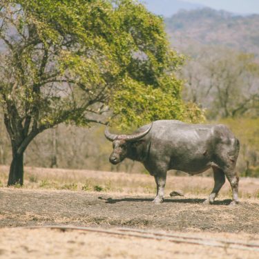 Bolehkan Memberi Makan Di Taman Wisata Baluran, Banyuwangi?