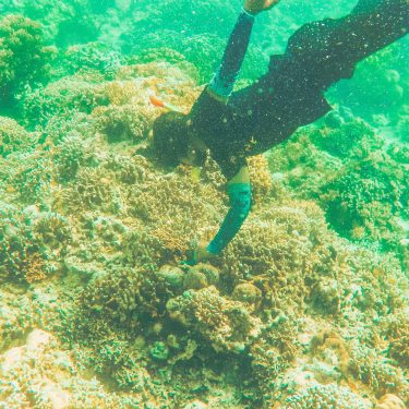 Paket Wisata Pulau Menjangan Dari Banyuwangi