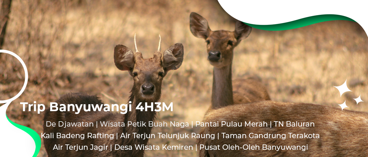 Trip Djawatan Pulau Merah Baluran Rafting Desa Kemiren 4H3M