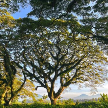 Wisata Banyuwangi Terbaru: 5 Pesona Alam Yang Unik