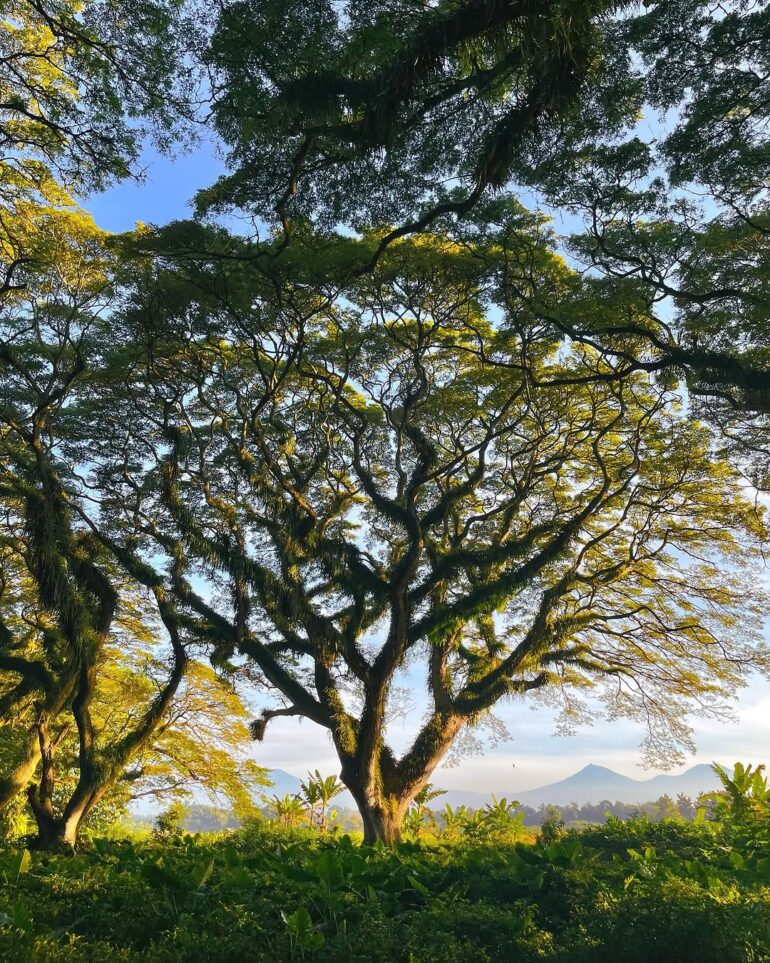 Salah satu tempat wisata Banyuwangi terbaru