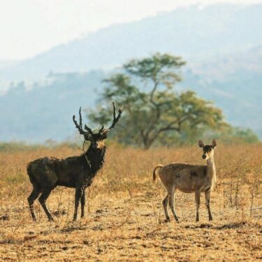 Eksplorasi Taman Nasional Baluran, Africa Van Java Di 2026